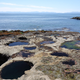 Illustration for article titled Pics from the (Ocean Floor): 2018-05-05 at Botanical Beach